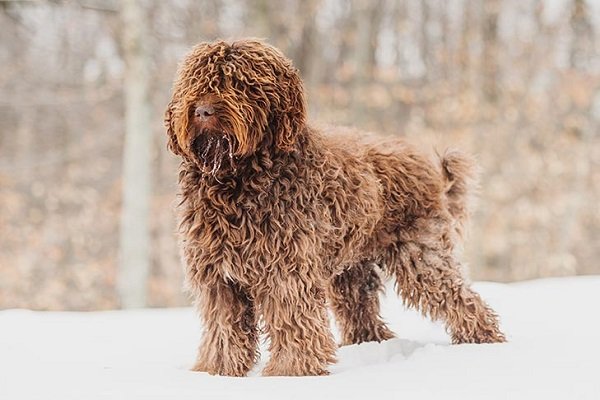 Barbets - Shaggy Dog Breeds