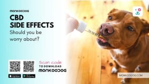 CBD for Dogs Are There Side Effects I Should Worry About
