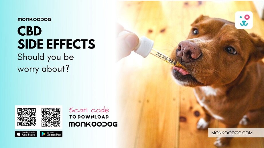 CBD for Dogs Are There Side Effects I Should Worry About