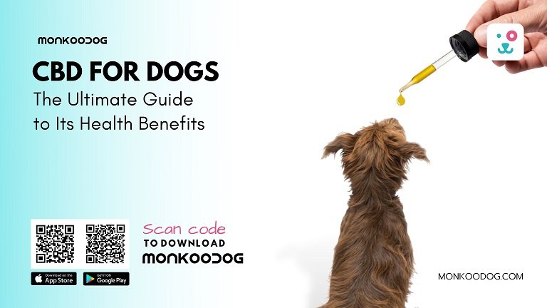 CBD for Dogs The Ultimate Guide to Its Health Benefits