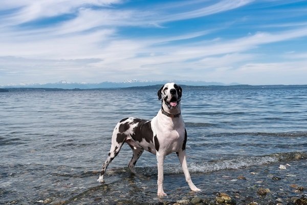 Great Dane