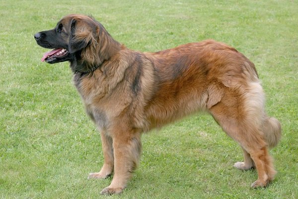 Leonberger - Large Dog Breeds