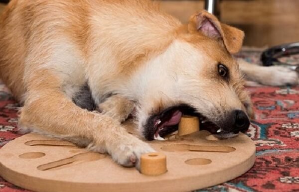 Puzzle Feeders - Exercises for Senior Dogs