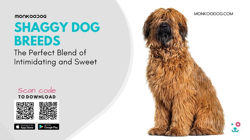 Shaggy Dog Breeds The Perfect Blend of Intimidating and Sweet