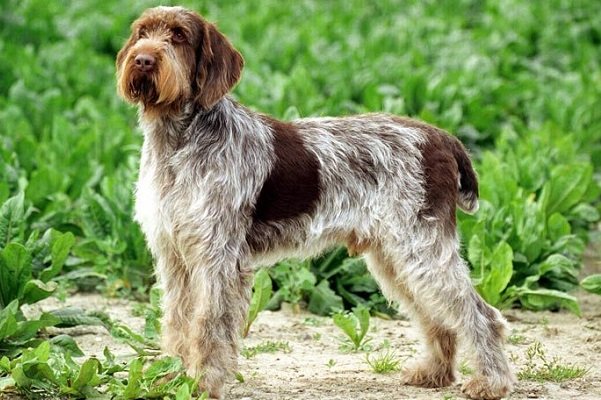 Spinone Italiano - Shaggy Dog Breeds