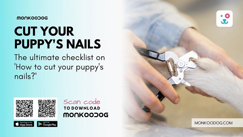 The ultimate checklist on 'How to cut your puppy's nails