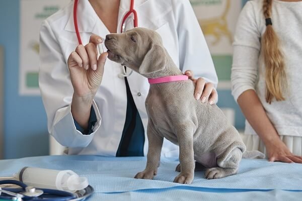 What Should You Do If Your Dog Pooping Blood?