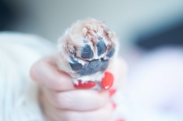 When to start cutting your puppy’s nails - How to Cut Your Puppy's Nails?