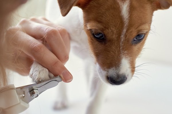 Why is it essential to cut your puppy’s nails at the right time?  - How to Cut Your Puppy's Nails?