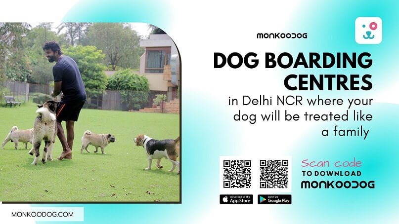 Best Dog Boarding Centres In Delhi NCR