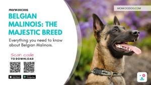 Most Burning Questions About Belgian Malinois