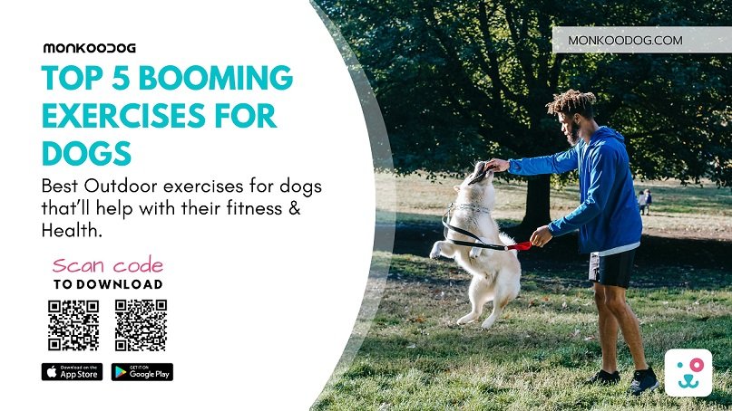 Best Outdoor exercises for dogs