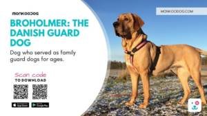 Broholmer The Danish Guard Dog