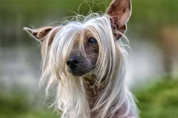 Chinese Crested