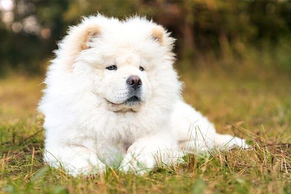 Chow Chow - Laziest Dog Breeds