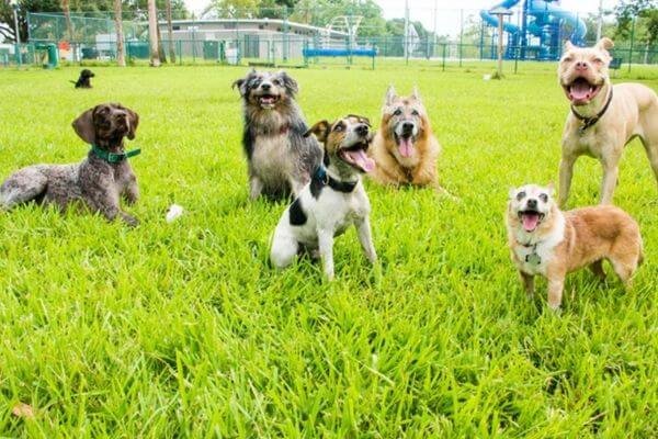 Dog Parks - Outdoor Exercises for Dogs