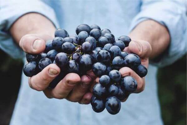 Grapes and Raisins - Dangerous Foods