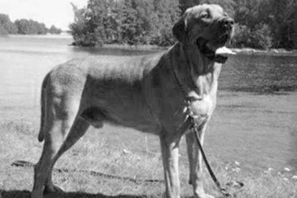 History of Broholmer Dog