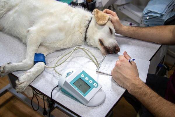 Importance of Regular Vet Visits