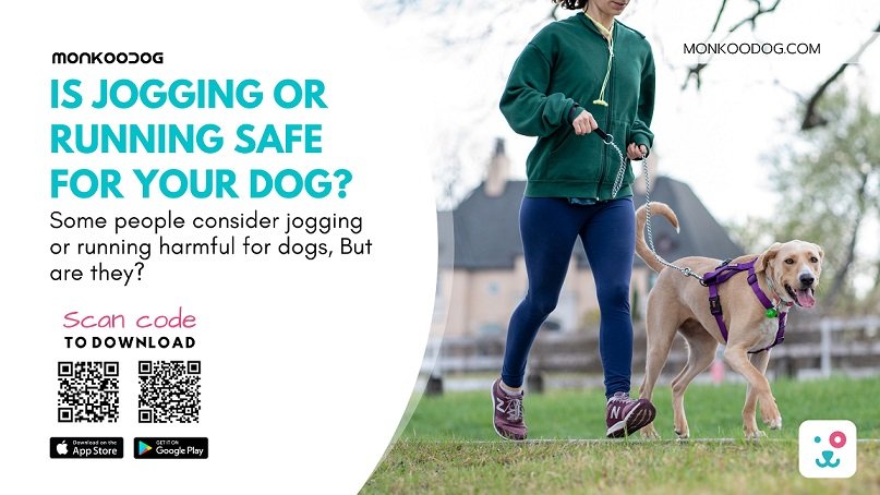 Is Jogging Or Running Safe For Your Dog