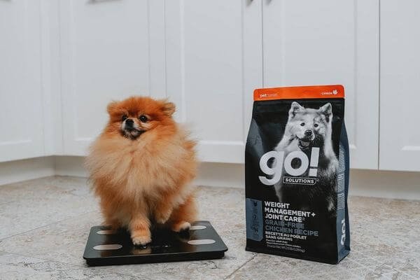 Key to maintaining a Healthy Weight - Pet Care