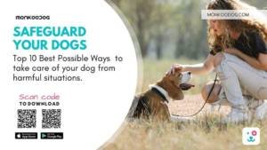 Safeguard Your Dogs