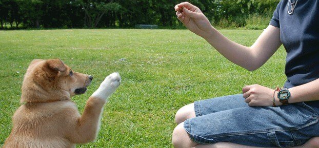 Safety Tip # 3. Train Your Dogs To Obey Some of The Basic Commands And Teach Him To Be Obedient