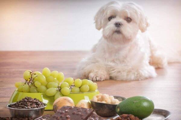 Safety Tip # 4. Always Keep In Mind That Not All The Foods Will Be Good And Healthier For Your Beloved Dog  - Safeguard Your Dogs