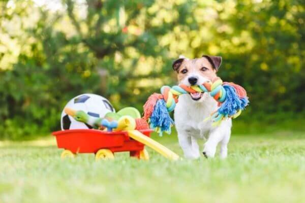Safety Tip # 5. Always Keep A Check On Your Dog’s Toys - Safeguard Your Dogs