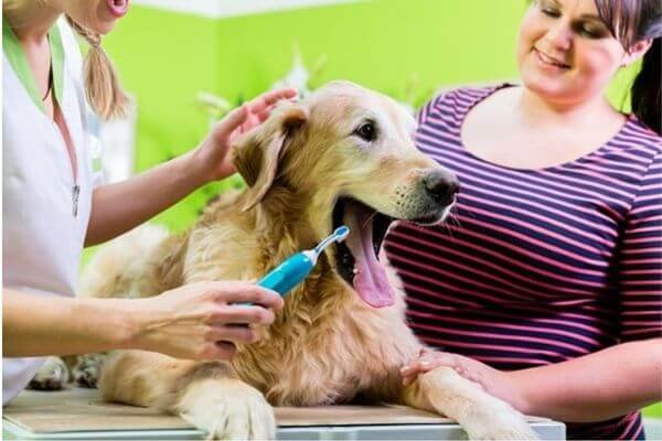 Safety Tip # 6. Take Your Pet To The Dentist For Regular Oral And Dental Checkups!!