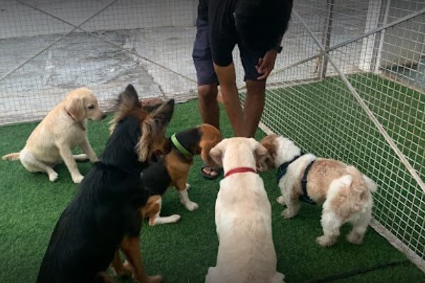 Stay Pawsitive - Dog Boarding Centres In Delhi NCR