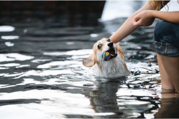 Swimming - Outdoor Exercises for Dogs