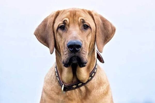 Broholmer puppies for deals sale near me