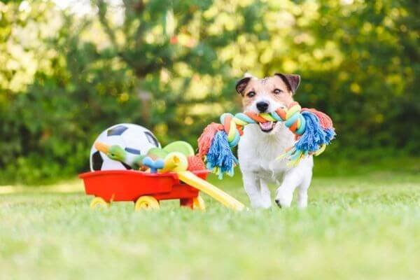 Toys - Pet-Friendly Diwali