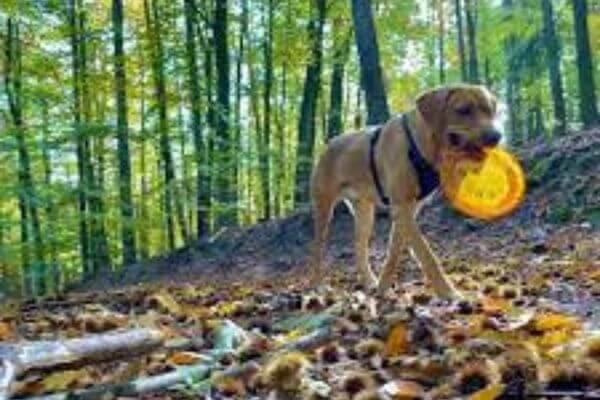 Training of Broholmer Dog