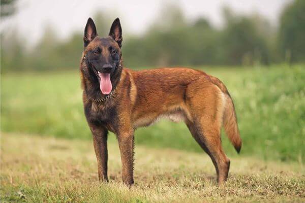 What is a Belgian Malinois?