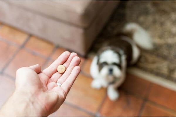 Why Human Medications are a big no!