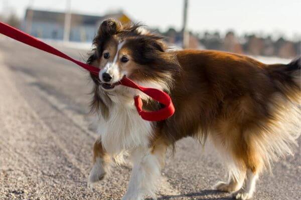 Why Is Jogging Considered Unsafe For Your Dog?