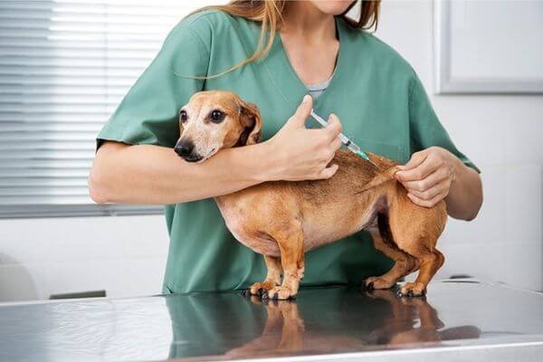 Why regular Vaccinations are a must!