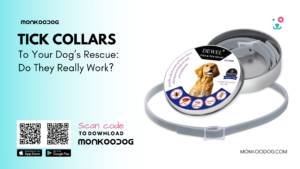 Tick collars To Your Dog’s Rescue Do They Really Work