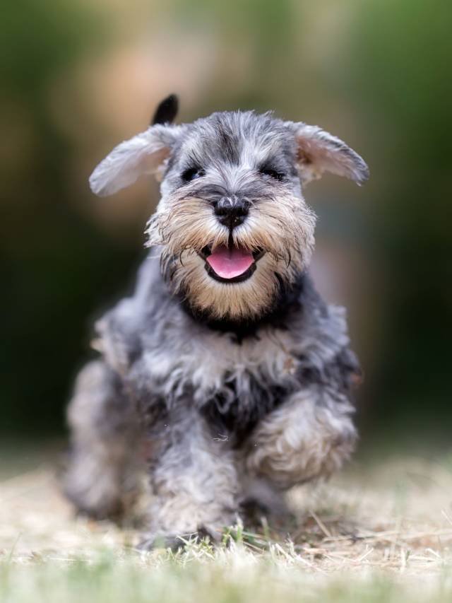 6 Reasons Why Your Dog Is Shaking