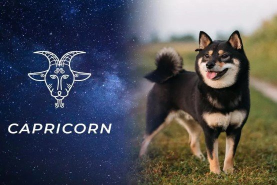 Capricorn - Dog Zodiac Signs