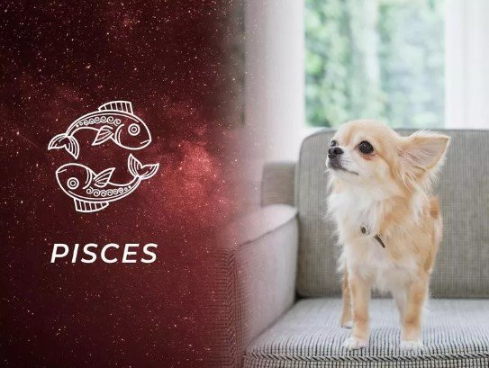 Pisces - Dog Zodiac Signs