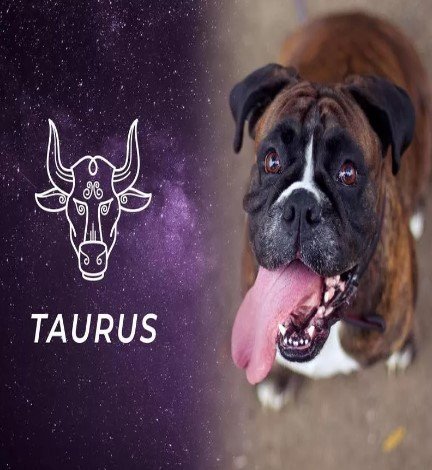 Taurus