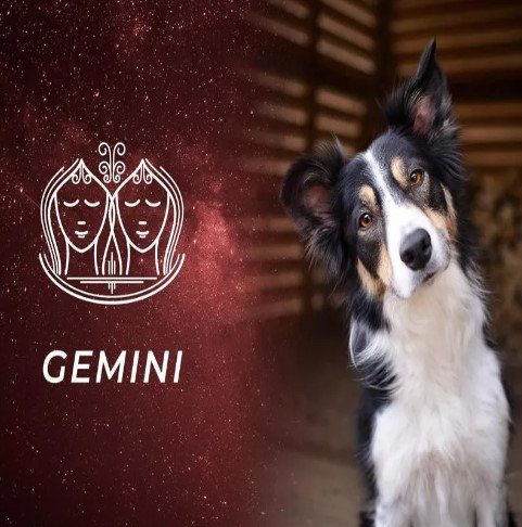 Gemini