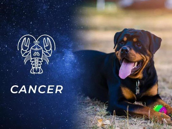 Cancer - Dog Zodiac Signs