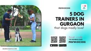 5 Best Dog Trainers in Gurgaon That Dogs Madly Love!