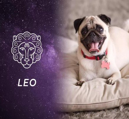 Leo - Dog Zodiac Signs