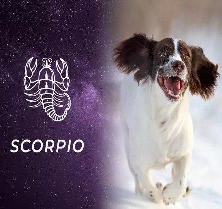Scorpio - Dog Zodiac Signs