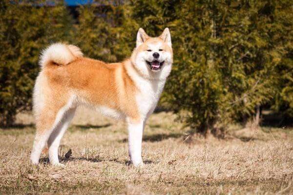Akita - Expensive Dog Breeds